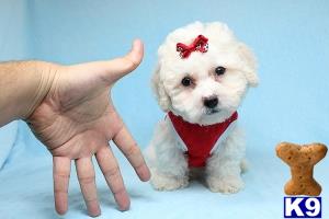 lvpuppyheaven Picture 1